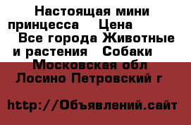 Настоящая мини принцесса  › Цена ­ 25 000 - Все города Животные и растения » Собаки   . Московская обл.,Лосино-Петровский г.